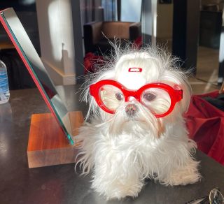 Hera @malteserus wearing a Sidney from @kirkandkirk - very chic!
……
……

#glasses #optical #yycsmallbusiness #retailtherapy #weloveglasses #meetmeon17th #smallbusiness #yyc #yycoptician #brassmonoclestyle #sunglasses #yycglasses #opticanlife #17thave #thecore